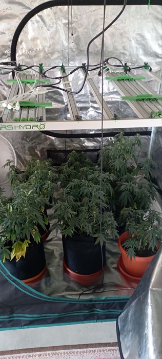 Slika /PU_BP/2024/Droga2024/Droga marihuana2.jpg